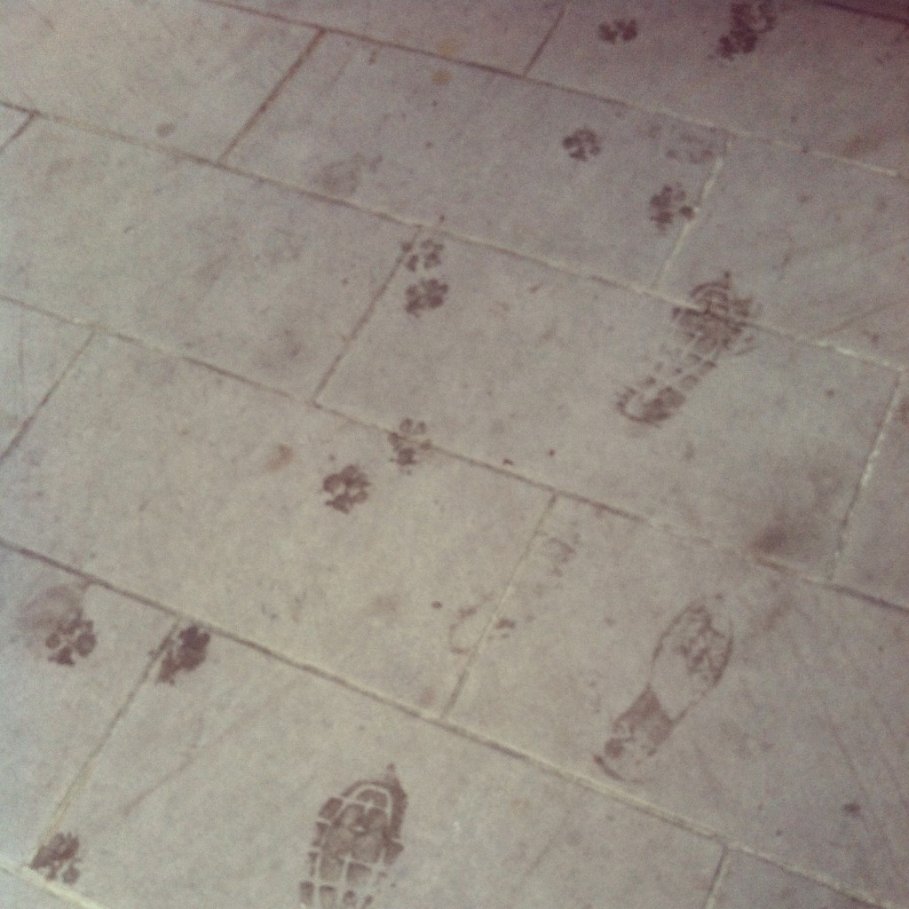 Rain pawprints!