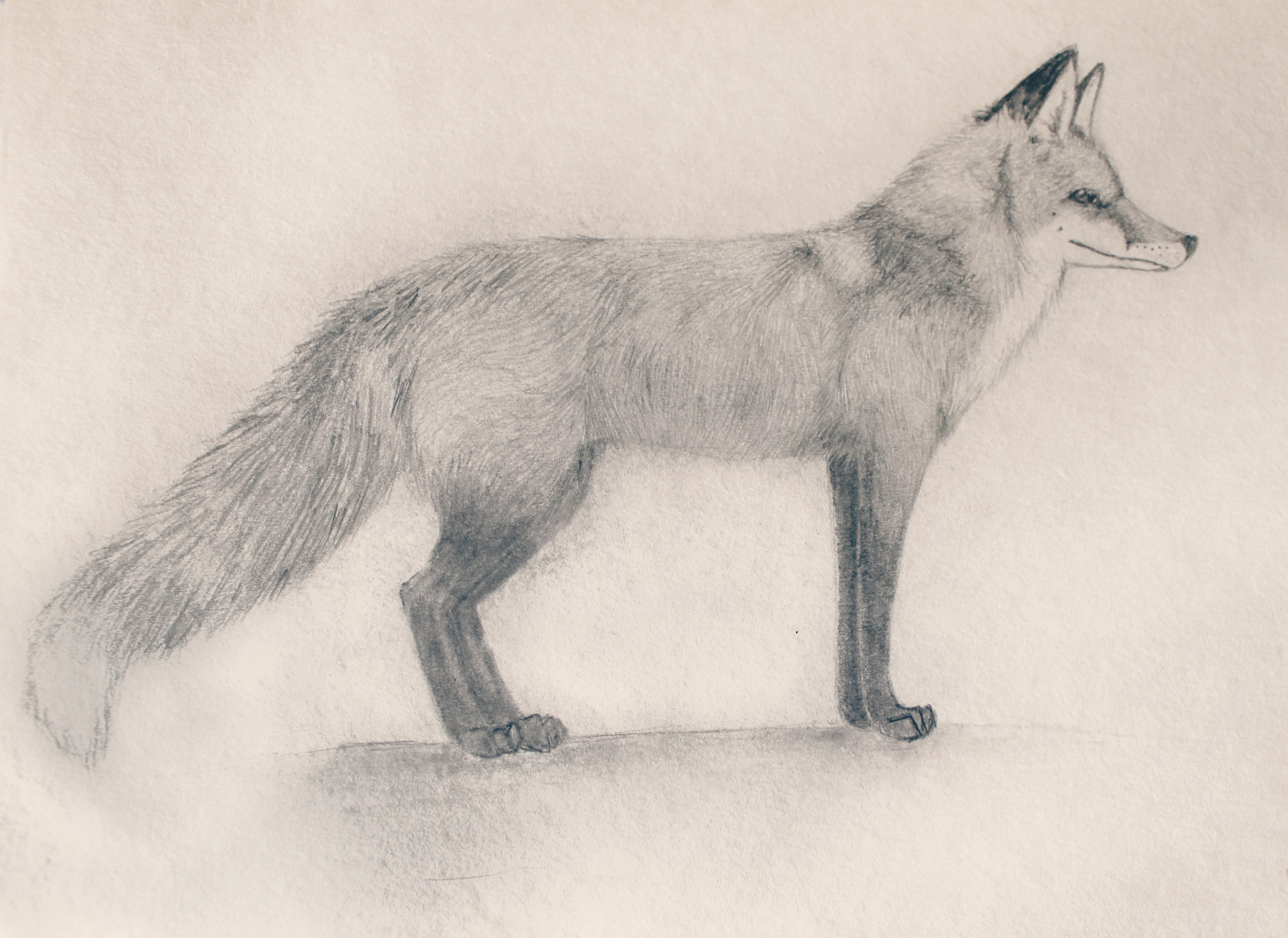 Cute Cool Drawings Of Animals : Making Your Animal Drawings Cute Does