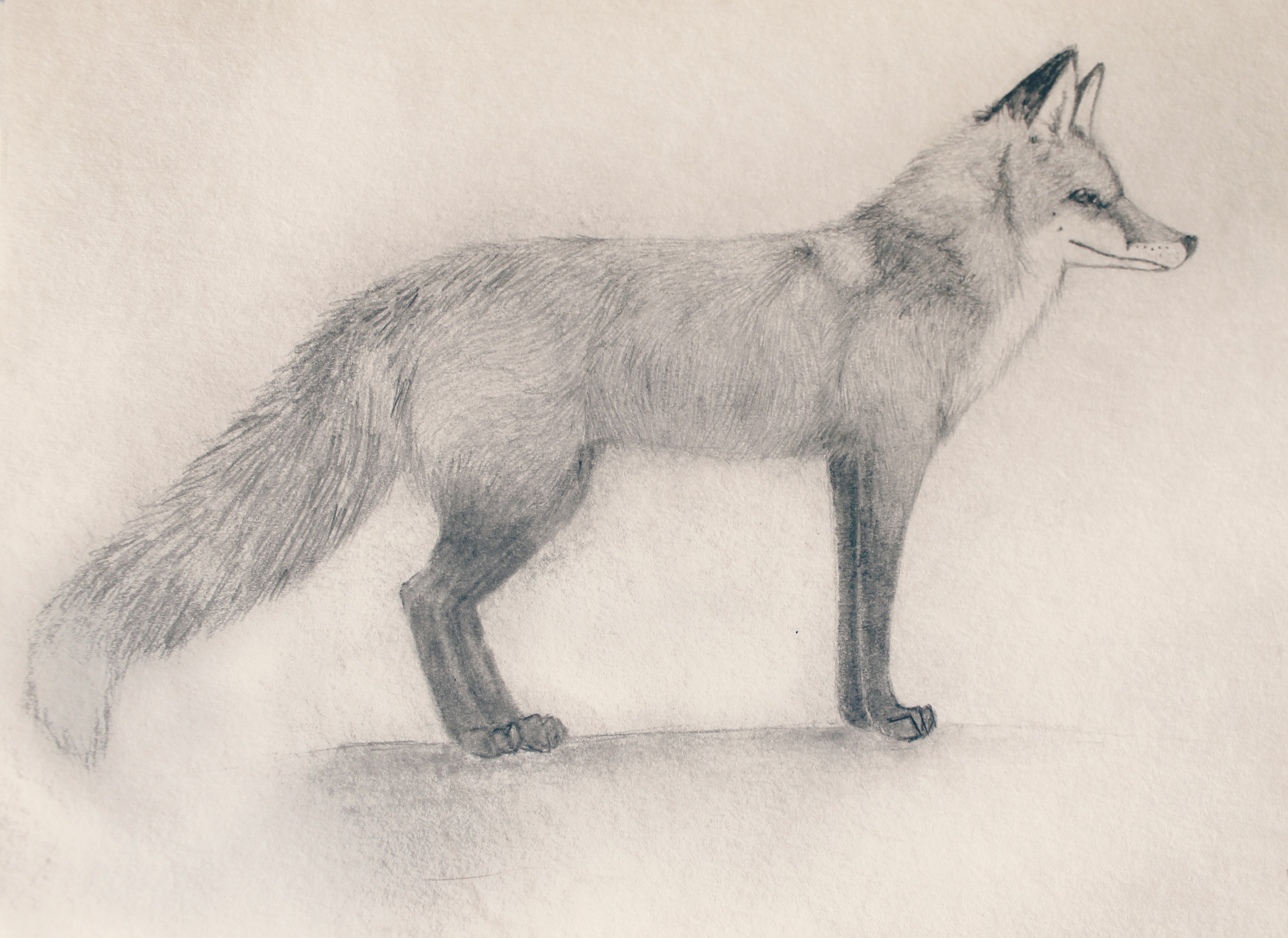 Cute Cool Drawings Of Animals : Making your animal drawings cute does