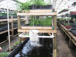 Aquaponics_at_Growing_Power,_Milwaukee