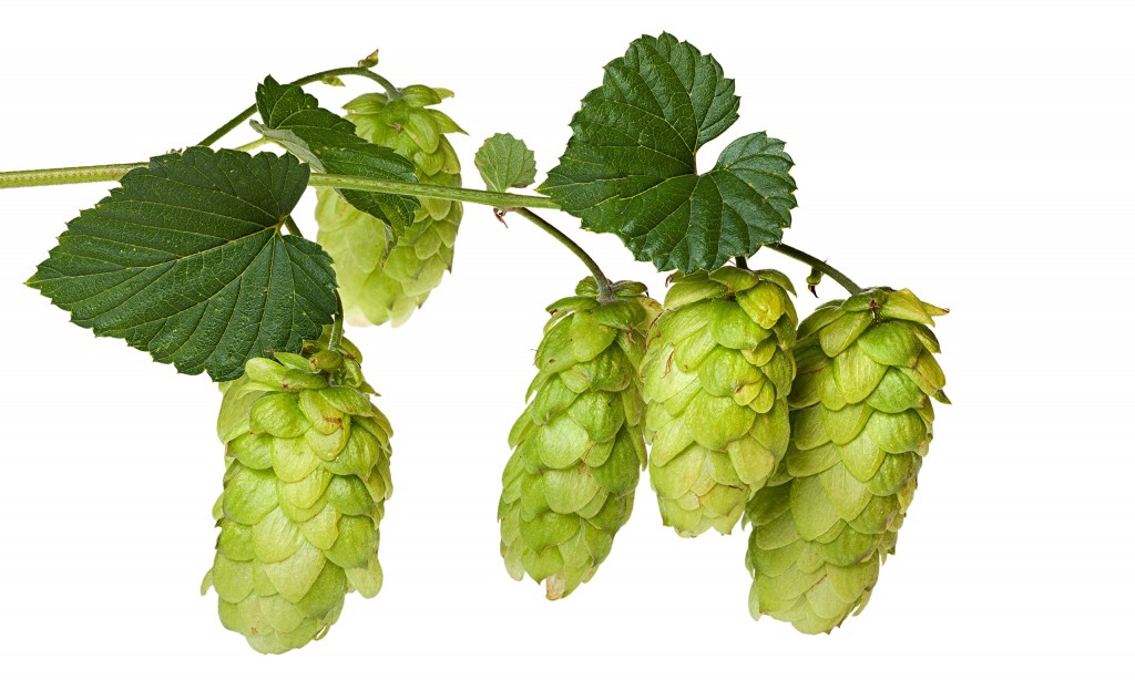 Hops are the flowers of the hop plant Humulus lupulus, and are used for flavoring beer.