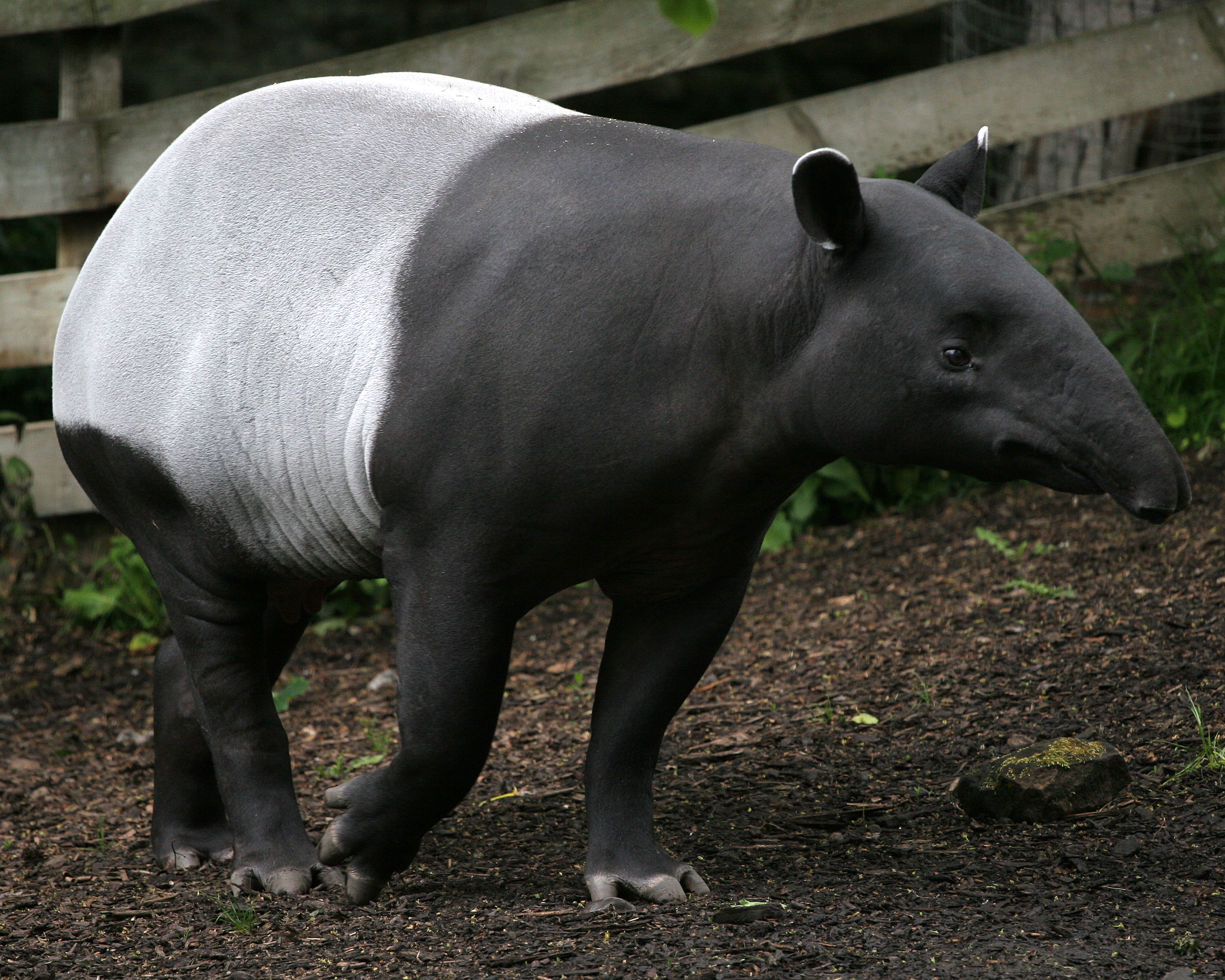 Photo of a Tapir