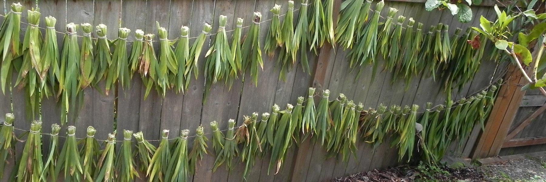 Drying Irises
