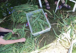 Gathering the Harvest