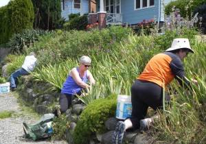 Iris leaf harvest