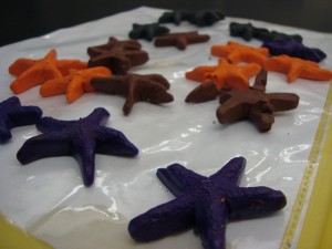 Model sea stars made from Sculpey clay to simulate the four color morphs of the sea star Pisaster ochraceus. 