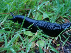 Giant black slug at Friday Harbor Labs. What a beautiful gastropod. 