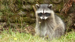 Eeeviiiilll! Actually, no. Incredibly adorable young racoon at Point Defiance, begging for snacks from passing cars (naughty naughty! Don't feed the wildlife!)