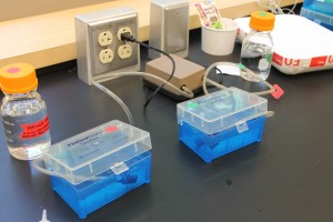 New setup with snails in pipette boxes. 