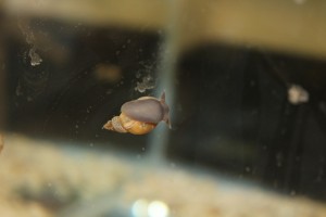 An adult Lymnaea snail on the side of its tank.