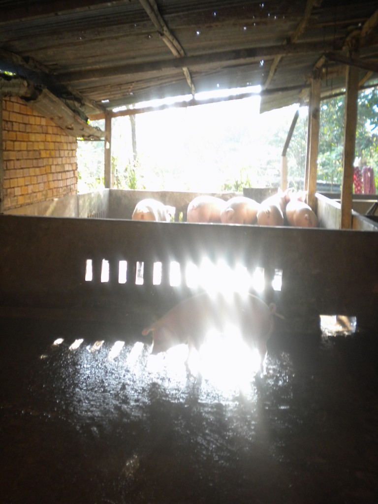 Helpful, happy pigs