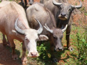 Water buffalos! Had to restrain from cuddling with them... 