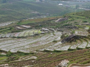 Tiered rice fields 