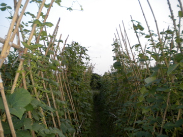 Organic Vietnamese Beans! 