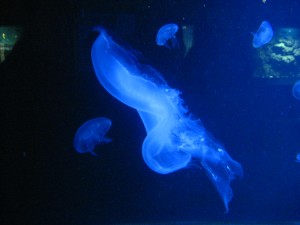 Jellyfish at Zoo