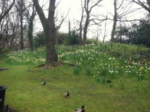 daffodil hill