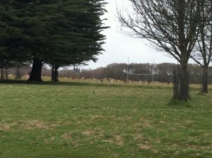 deers!