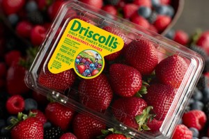 driscollls berries