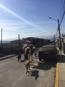 The city cowboys hauling produce down the hill 