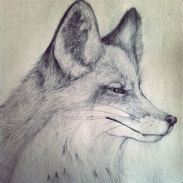 From Sketchbook to Blog: My Spirit Animal | Puget Sound Admission